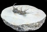 Alien Looking Ceratarges Trilobite - Top Quality #56543-9